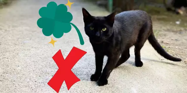 Los gatos negros no son de mala suerte, pero eso se ha creído por mucho tiempo. Foto: Especial