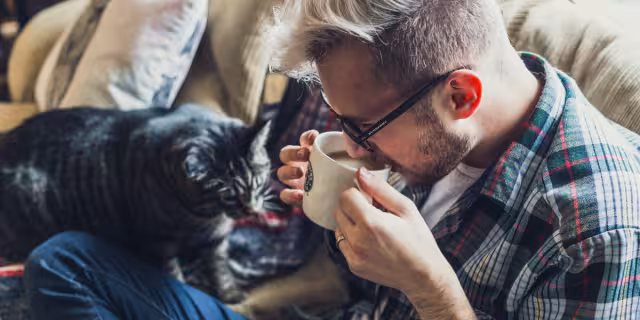 Los gatos no son los causantes, pero sí los que transmiten el hongo. Foto: Especial