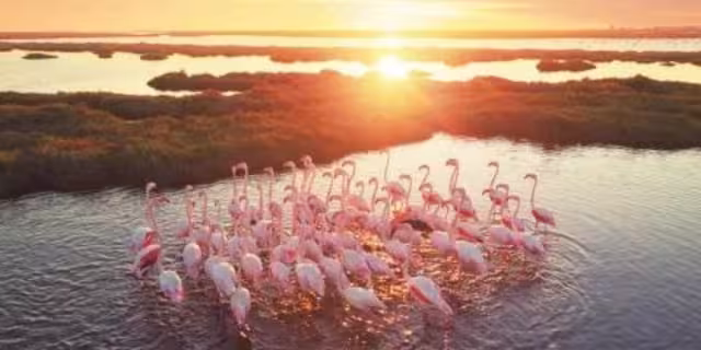 En este lugar podrá ver varias aves, pero en especial los flamencos rosados. Foto: Especial