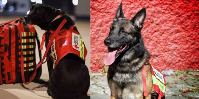 Ellos son los héroes de cuatro patas de la Cruz Roja que van a trabajar a Turquía. Foto: Especial