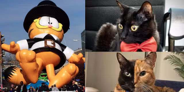 El amor por los gatos ha crecido en los últimos años, por eso te decimos el motivo por el que se festeja este 20 de febrero y cuáles son los más famosos. Foto: Especial