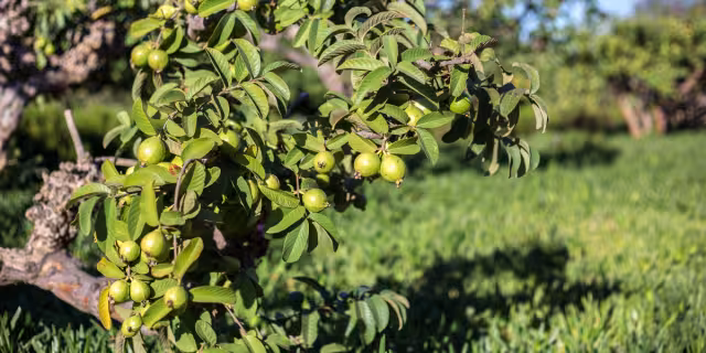 Los Mayas ocupaban la hoja de guayaba para curar también la escabiasis. Foto: Especial