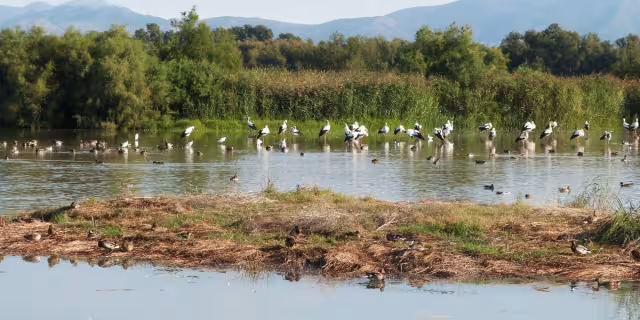 Los humedales no solo brindan agua, si no son la casa de miles de animales y plantas, por eso se deben perseverar. Foto: Especial