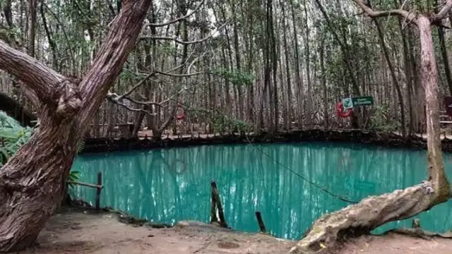 El cenote El Corchito. Foto: Instagram 
el_corchito_eco