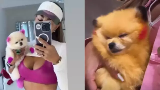 "El Bombón" asesino volvió a pintar a su mascota. Foto: Especial