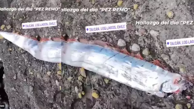 Se cree que mide aproximadamente 5 metros. Foto: Especial