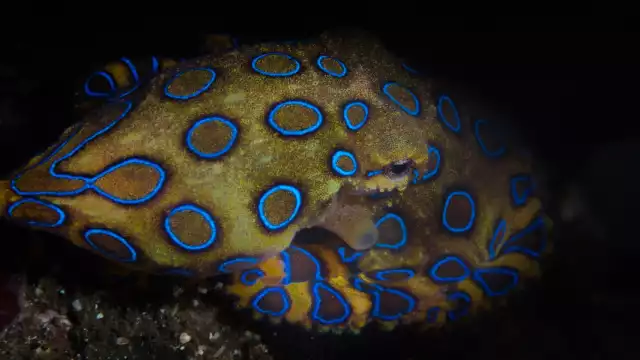 Un hermoso ejemplar, pero es tan letal que su belleza. Foto: Especial