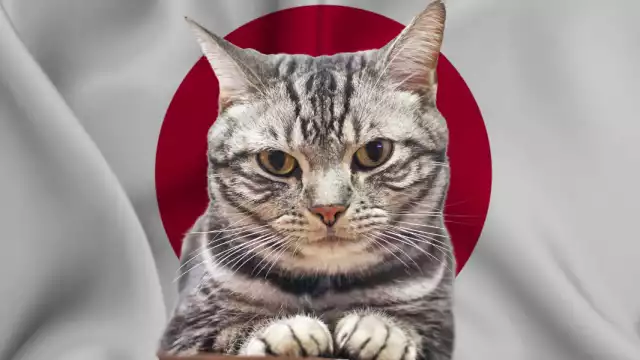 Los gatos son parte de la cultura japonesa. Foto: Especial