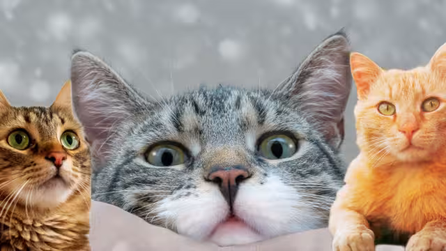 ¿Te unirás al club de las karen´s? Te decimos cuáles son los gatitos más platicadores. Foto: Especial