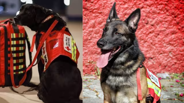 Ellos son los héroes de cuatro patas de la Cruz Roja que van a trabajar a Turquía. Foto: Especial