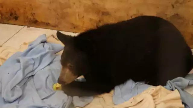 El oso mejora, pero necesita una operación para poder caminar. Foto: Especial