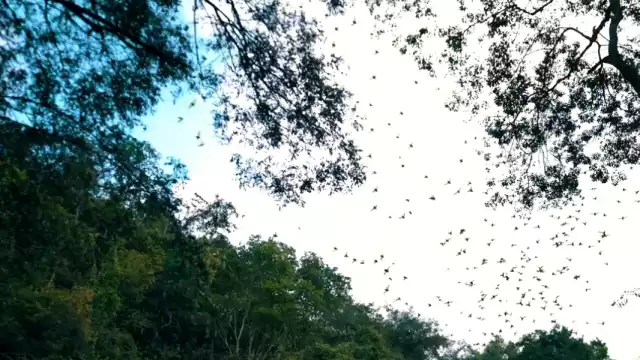 La danza de los murciélagos. Foto Youtube alanxelmundo