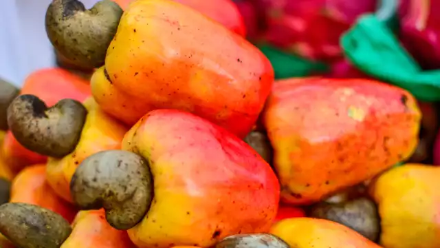 El marañón se puede encontrar en tonalidades de rojo y amarillo. Foto: Especial