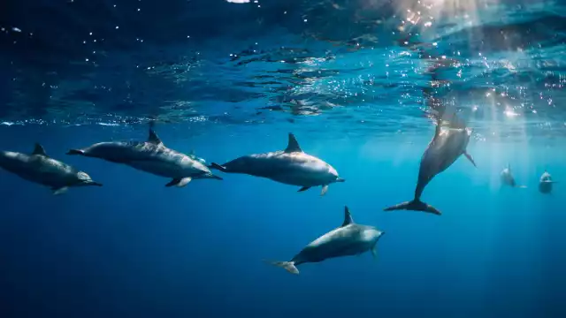 Campeche tiene el lugar perfecto para disfrutar de este espectáculo natural. Foto: Especial