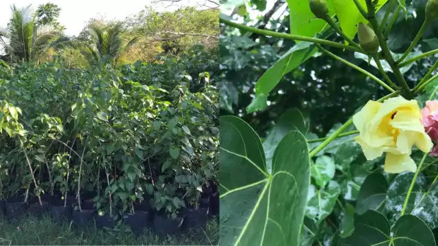 Los arboles y hojas de pomolché. Foto: florafaunaycultura.org