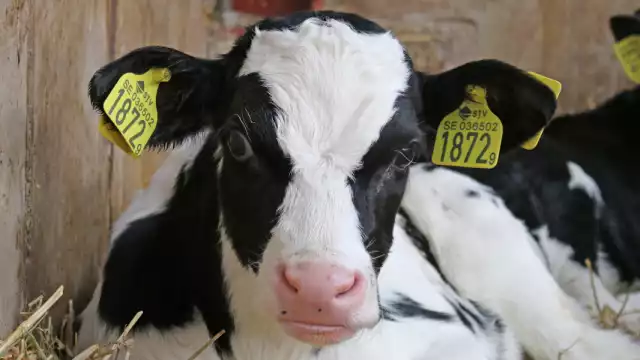 El ternero es buscado por varios empleados para adoptarla. Foto: Especial