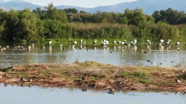 Los humedales no solo brindan agua, si no son la casa de miles de animales y plantas, por eso se deben perseverar. Foto: Especial