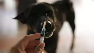     Vacunación antirrábica en Campeche: Conoce donde se aplicará  este 11 de octubre    