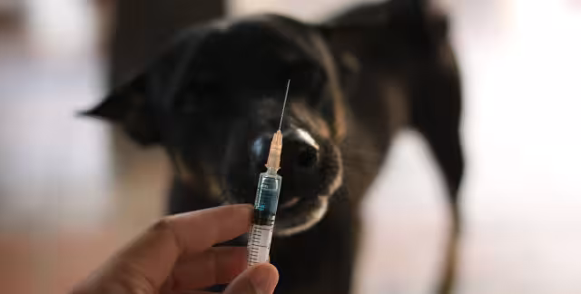 El gobierno de Campeche anunció los módulos de vacunación antirrábica para el 11 de octubre