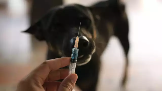 El gobierno de Campeche anunció los módulos de vacunación antirrábica para el 11 de octubre