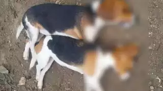 Hallan a perros y gatos con signos de envenenamiento en Ixil