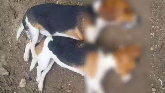 Aparecen en varios puntos de Ixil, perros y gatos con signos evidentes de envenenamiento Aparecen en varios puntos de Ixil, perros y gatos con signos evidentes de envenenamiento