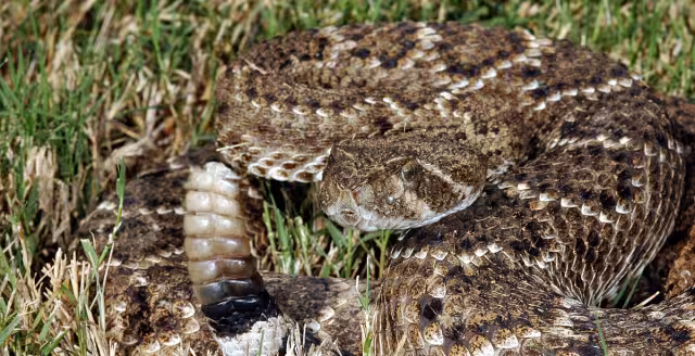 La serpiente de cascabel fue atrapada y liberada lejos de la población