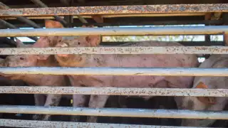   Frenan evaluación del Manifiesto Ambiental de la granja porcícola de Santa María Chi en Mérida  