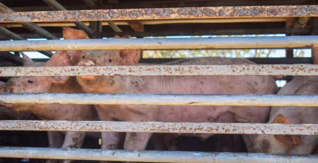 La lucha de Santa María Chi contra la granja porcícola continúa