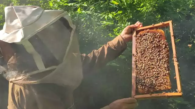 Varios productores son acompañados por sus esposas e hijos durante la extracción de miel