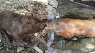 Campesinos atribuyen a este mamífero diversas propiedades curativas debido a su consumo de raíces