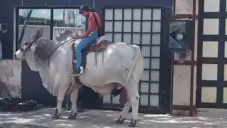 Se desconocen las razones por las que paseaba sobre el toro