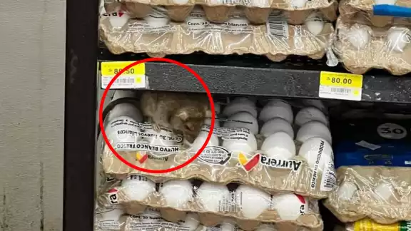 La rata se encontraba sobre los alimentos del supermercado La rata se encontraba sobre los alimentos del supermercado