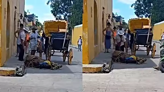 La calesa trasladaba a una pareja de turistas cuando el caballo se desplomó La calesa trasladaba a una pareja de turistas cuando el caballo se desplomó