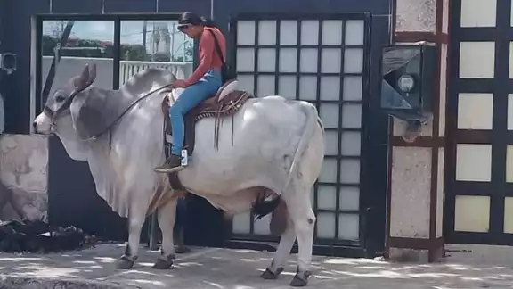 Se desconocen las razones por las que paseaba sobre el toro Se desconocen las razones por las que paseaba sobre el toro