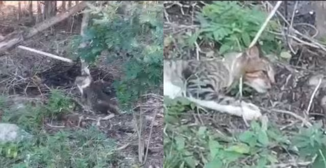 La Fiscalía de Yucatán intervendrá en el caso