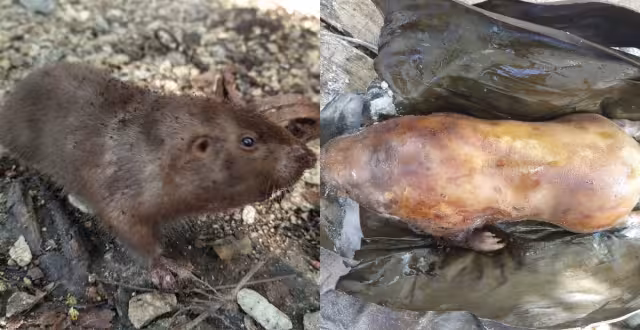 Campesinos atribuyen a este mamífero diversas propiedades curativas debido a su consumo de raíces