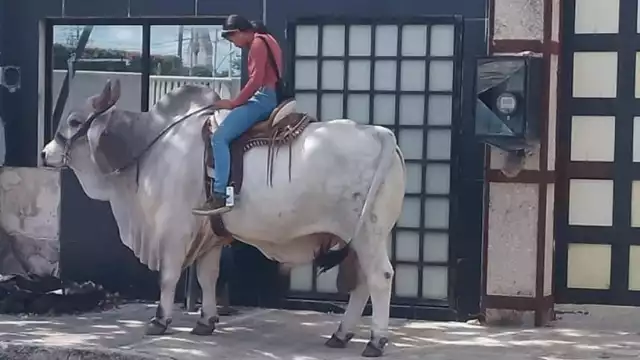 Se desconocen las razones por las que paseaba sobre el toro