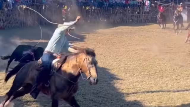 Un toro embistió al caballo, que sufrió heridas en las patas traseras