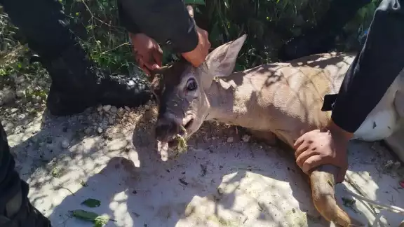 El venado habría sido trasladado por policías El venado habría sido trasladado por policías