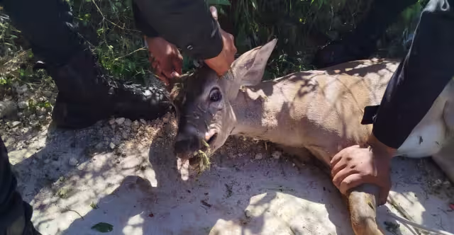 El venado habría sido trasladado por policías