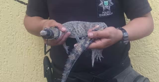 Se desconoce donde pudo haber salido el lagarto atrapado en Cacalchén
