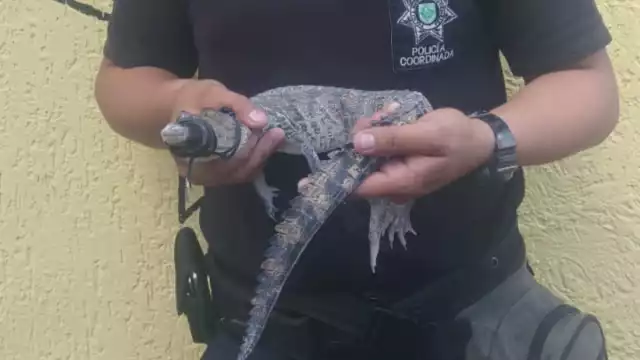 Se desconoce donde pudo haber salido el lagarto atrapado en Cacalchén