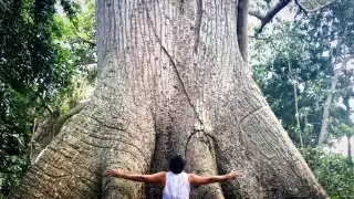 La ceiba tiene más de 700 años