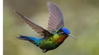¿Qué significa ver un colibrí cerca de tu casa, según el Feng Shui?