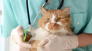 Panleucopenia felina: qué es, síntomas y cómo prevenir este virus en gatos