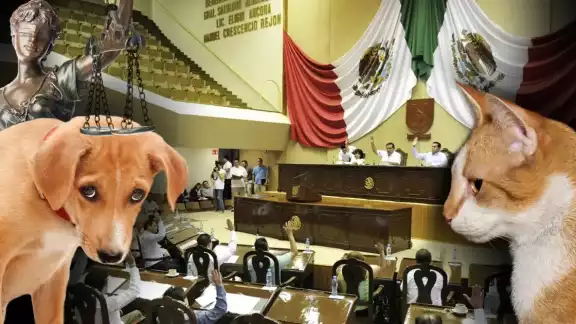 Van cuatro casos de personas que afrontan un juicio por este delito en el Estado; los primeros fueron en Peto y la colonia Canto en Mérida Van cuatro casos de personas que afrontan un juicio por este delito en el Estado; los primeros fueron en Peto y la colonia Canto en Mérida