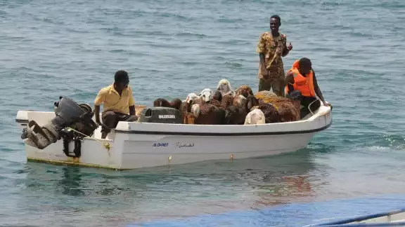 Más de 15 mil ovejas se ahogaron en Sudán debido al naufragio del barco en el que eran transportadas Más de 15 mil ovejas se ahogaron en Sudán debido al naufragio del barco en el que eran transportadas