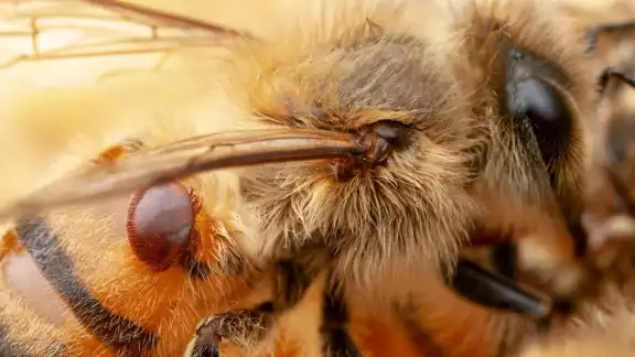 Pobladores reconocen que se gasta mucho en una colmena