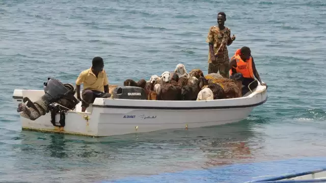 Más de 15 mil ovejas se ahogaron en Sudán debido al naufragio del barco en el que eran transportadas